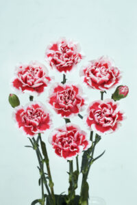 アトラクション