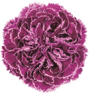 ノビオブーガルー