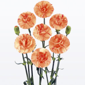 オレンジウェイブ