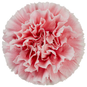 コットンキャンディ