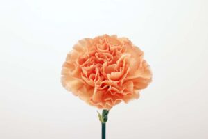 メイプル